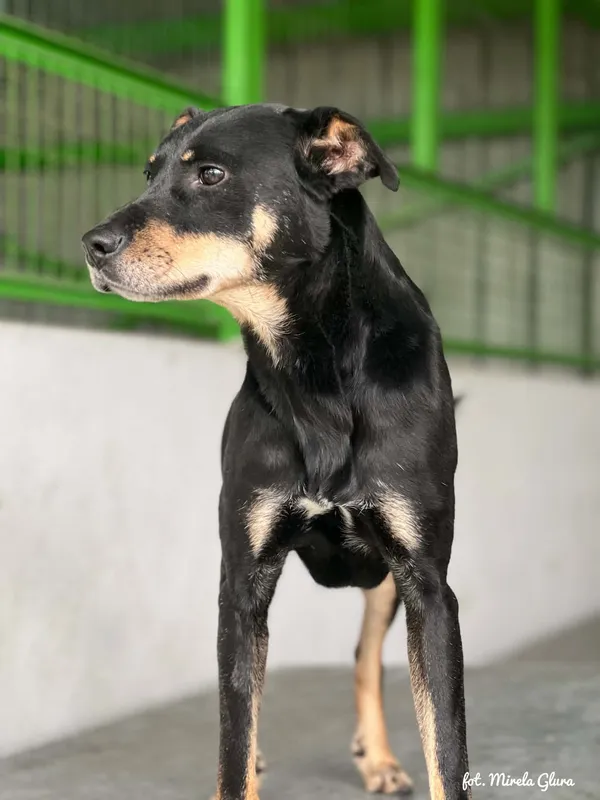 Pies do adopcji, Bydgoszcz, 3 sierpnia 2026 (1/5)