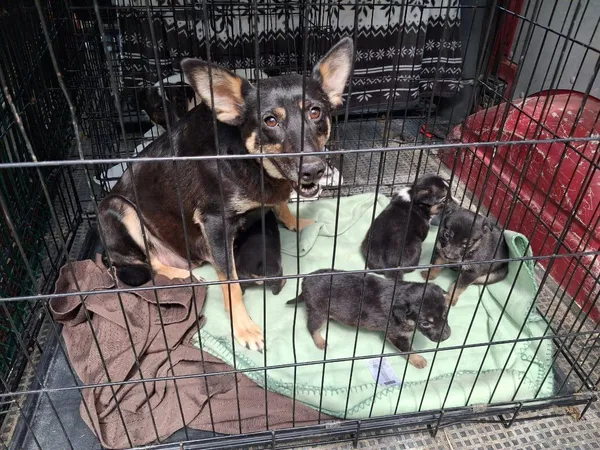 Pies do adopcji, Rytlów, 4 sierpnia 2026