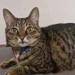 Zaginął kot