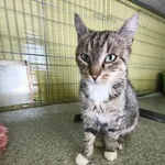 Kot do adopcji