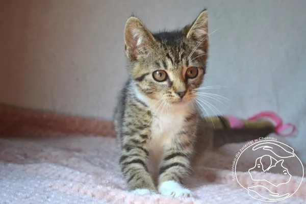 Kot do adopcji, Chełmek, 21 lipca 2026
