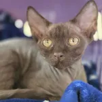Kot do adopcji
