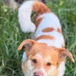 Pies do adopcji