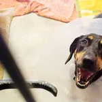 Znaleziono psa