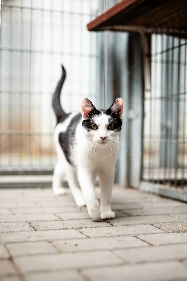 Kot do adopcji, Częstochowa, 29 listopada 2025 (3/5)
