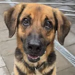 Pies do adopcji