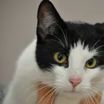 Kot do adopcji