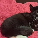 Kot do adopcji