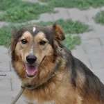 Pies do adopcji