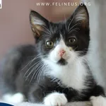 Kot do adopcji