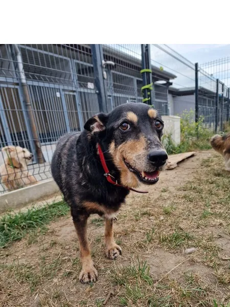 Pies do adopcji, Wrocław, 22 lipca 2026