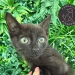 Kot do adopcji