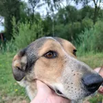 Pies do adopcji