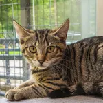 Kot do adopcji