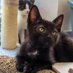 Kot do adopcji
