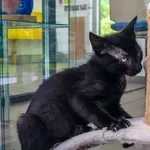 Kot do adopcji
