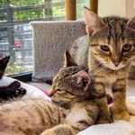 Kot do adopcji