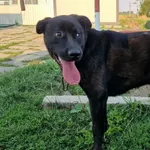 Pies do adopcji