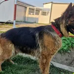 Pies do adopcji