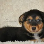 Pies do adopcji