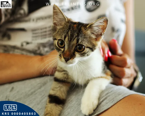Kot do adopcji, Rzeszów, 12 sierpnia 2026 (3/5)