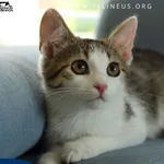 Kot do adopcji