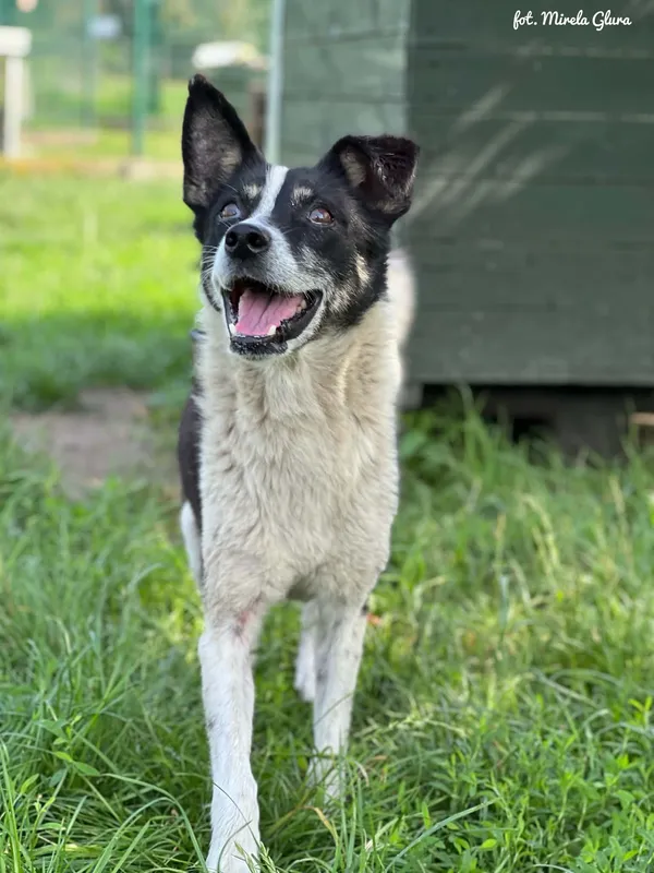 Pies do adopcji, Bydgoszcz, 12 sierpnia 2026 (5/5)