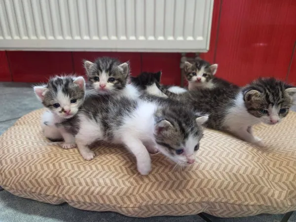 Kot do adopcji, Ropczyce, 12 sierpnia 2026