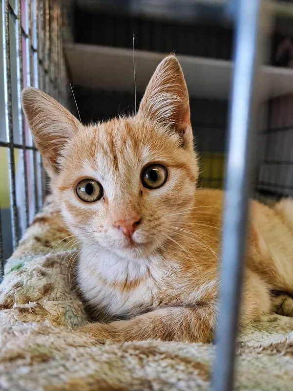 Kot do adopcji, Wrocław, 6 sierpnia 2026