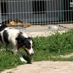 Pies do adopcji