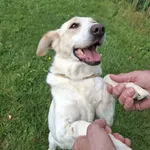 Pies do adopcji