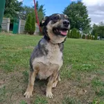 Pies do adopcji