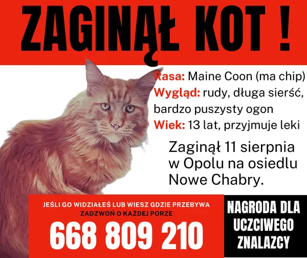 Zaginął kot, Opole, Chabry, 13 sierpnia 2026 (1/4)