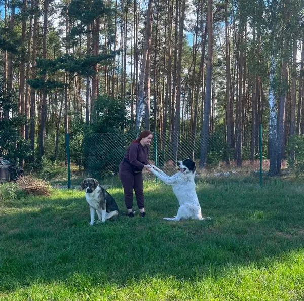 Pies do adopcji, Piła, 3 lipca 2026 (2/5)