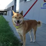 Znaleziono psa