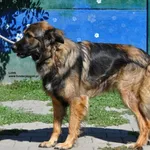 Pies do adopcji