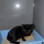 Kot do adopcji
