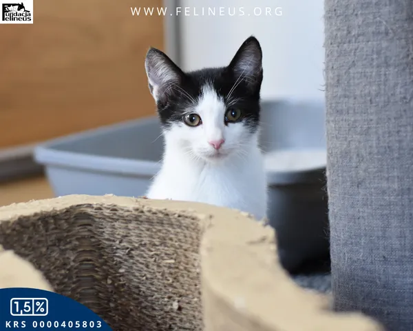 Kot do adopcji, Kielnarowa, 15 sierpnia 2026 (2/5)