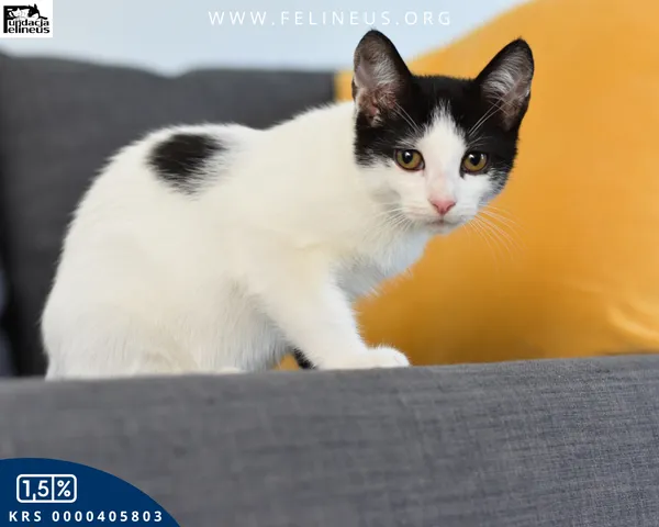 Kot do adopcji, Kielnarowa, 15 sierpnia 2026 (3/5)