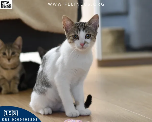 Kot do adopcji, Kielnarowa, 15 sierpnia 2026 (1/6)