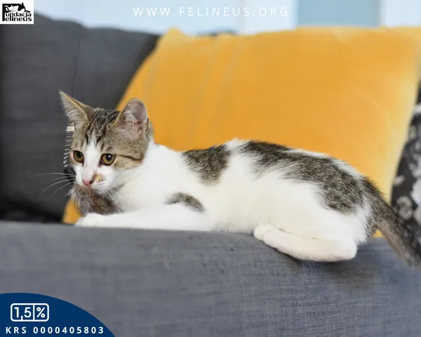 Kot do adopcji, Kielnarowa, 15 sierpnia 2026 (3/6)