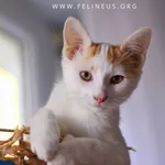 Kot do adopcji