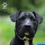 Pies do adopcji