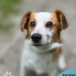 Pies do adopcji