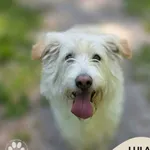 Pies do adopcji