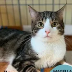 Kot do adopcji