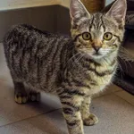Kot do adopcji