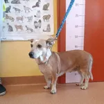 Znaleziono psa