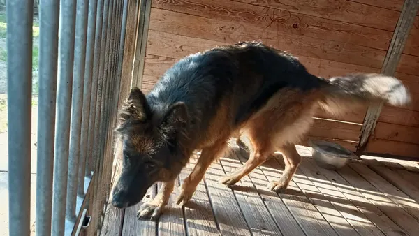 Pies do adopcji, Orzechowce, 14 sierpnia 2026 (3/3)