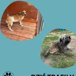 Znaleziono psa